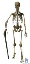 Elderly skeleton