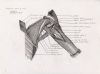 dissection back of arm. triangular and quadrangular spaces