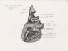 heart left lateral aspect. showing interior of lt ventricle