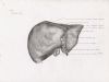 liver anterior view