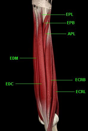 Anatomy of Extensors - from McGrouther, Primal Pictures CD